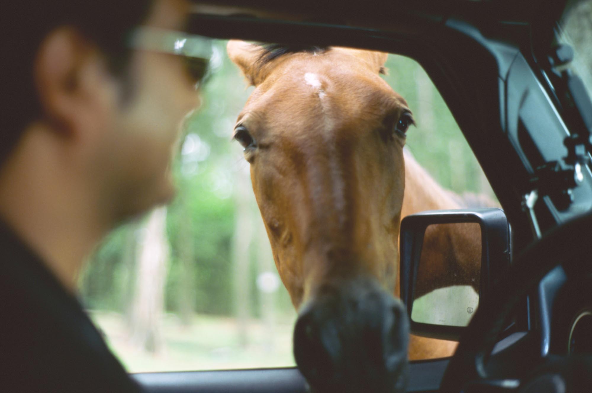 A wild horse poking its head in the passenger's side window of a Jeep